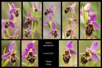 Ophrys-mycenensis